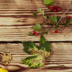 Fototapeta na wymiar Autumn maple leaves on wooden background