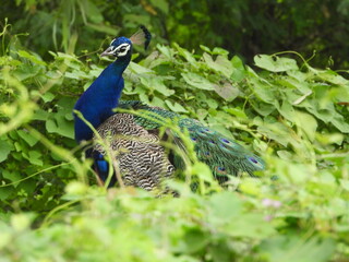 Obraz premium peacock with feathers