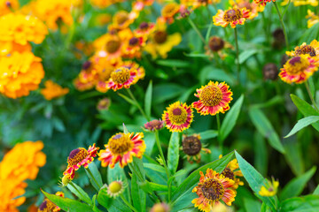 Autumn Helenium flowers in the garden.