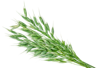 Green oat ears isolated on white background, top view
