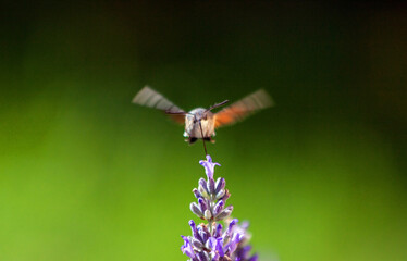 Hummingbird hawk moth feeding on a lavender flower against dark green background
