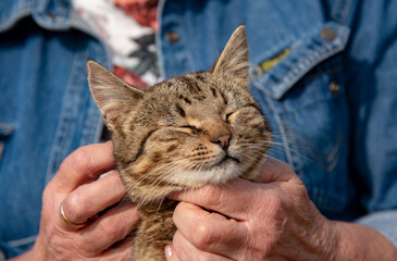 An elderly woman's hands are stroking a tabby cat that is squinting with pleasure. Life of Pets.