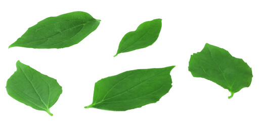 Echinacea leaves isolated on the white background