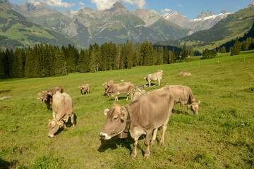 Fototapeta na wymiar Herd of cows grazing at Gerschnialp above Engelberg on the Swiss alps.