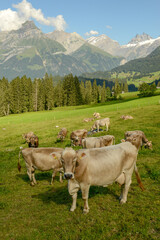 Fototapeta na wymiar Herd of cows grazing at Gerschnialp above Engelberg on the Swiss alps.