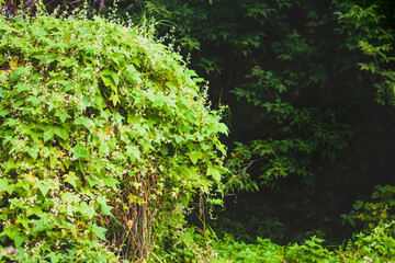 Thickets of vine Echinocystis (otherwise puternic egeplast, spined cucumber shooting ivy) at the end of the summer in the ravine. Selective focus.
