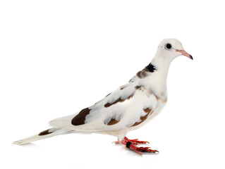 African collared dove