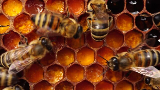 Bee bread: the bee pollen stored in the combs. Inside the Beehive - A honeycomb, wax cells with honey and pollen. A honey bee colony close up, beehive, beekeeping