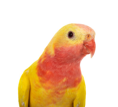 Princess parrot in studio