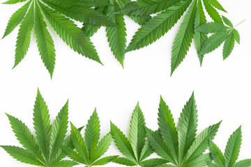 Green leaves of cannabis or hemp on a white background with place for text. Products from hemp...