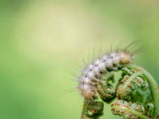 white hairy caterpillar on fern shoots with place for text, selective focus