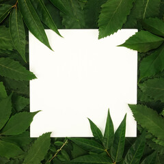 Fototapeta premium Trendy seasonal green leaves text frame background