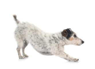 old jack russel terrier