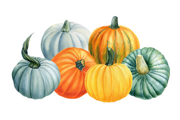 Composition with pumpkins on a white isolated background, autumn harvest, watercolor drawings.