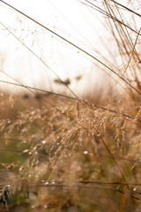 Dew on the grass in the morning sun.