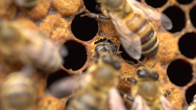 The Birth of Worker Bee close up, emerging from cell. Honey Bee Brood care, Sealed Brood, Larvae and Eggs . The Honey Bee Life Cycle, Beehive, Beekeeping, Honey Comb
