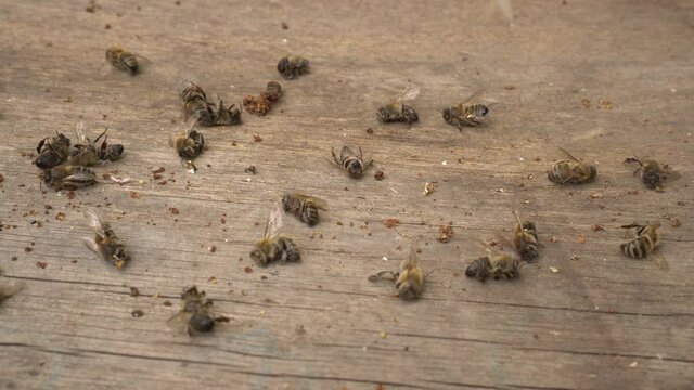 Bee mortality. A lot of dead worker honey bees close up. Pesticide poisoning, Bacterial diseases, Pests and parasites, Fungal diseases