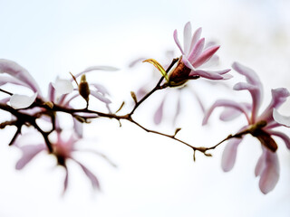 Magnolia