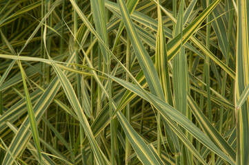 close-up: decorative club-rush with long leaves © Hoover Studio