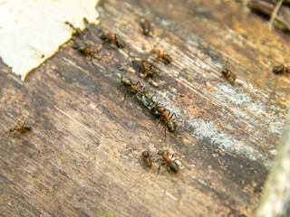 two forest ants dragging a beetle, selective focus