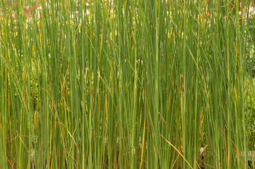 close-up: decorative club-rush with long leaves © Hoover Studio