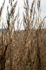 Fototapeta premium Reeds in the field in the early morning.
