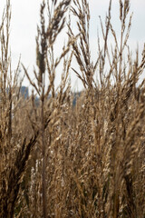 Fototapeta premium Reeds in the field in the early morning.