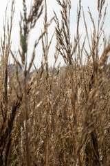 Fototapeta premium Reeds in the field in the early morning.