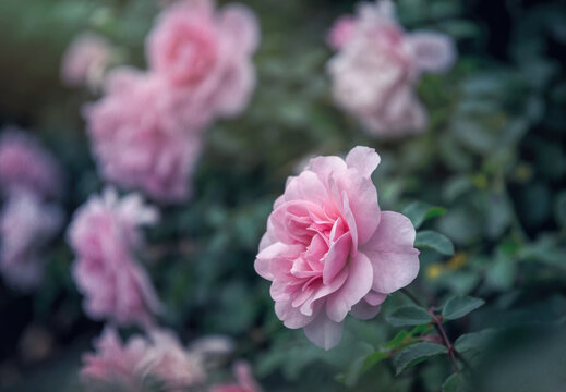 Delicate flower of a autumn English tea rose in the garden © konoplizkaya