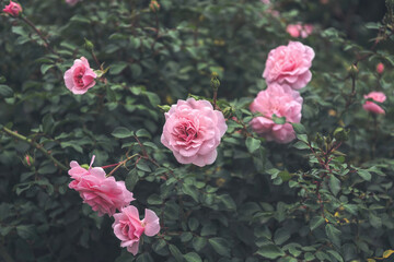 Delicate flower of a autumn English tea rose in the garden