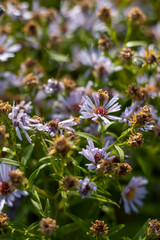 Wildflowers of chamomile at dawn.
