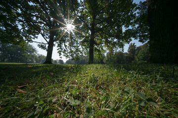 Grass and trees in the summer park in the early morning