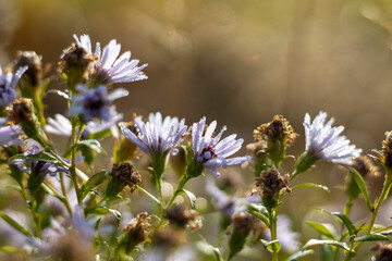 Wildflowers of chamomile at dawn.