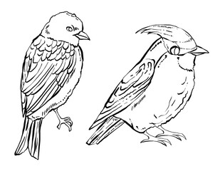 Two little birds, hand drawn illustrations.