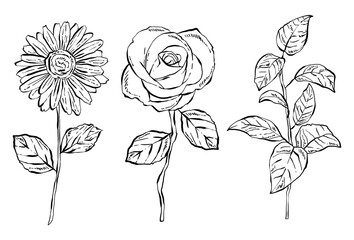 Blumen und Blätter, Vektorillustrationen. © GVGraphics