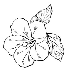 Hibiscus flower, vector illustration.