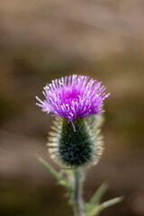 The thorn in the priest bloomed at dawn.