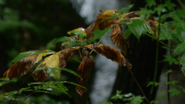 雨の日の川の流れる森