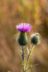 The thorn in the priest bloomed at dawn.