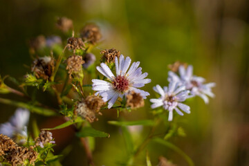Wildflowers of chamomile at dawn.