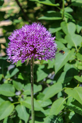 Closeup on purple flower and bumblebee