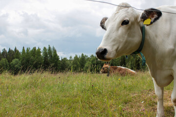 Closeup on a cow eating grass on pasture
