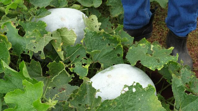 Farmers are checking the quality of vegetables in organic gardens, winter melon,White gourd