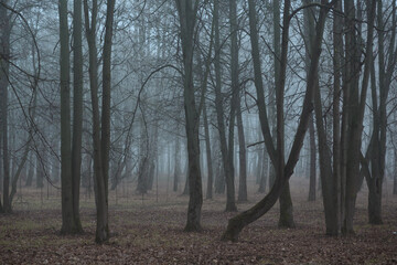 Blue fog in the gloomy forest. And no people, the park was empty.
