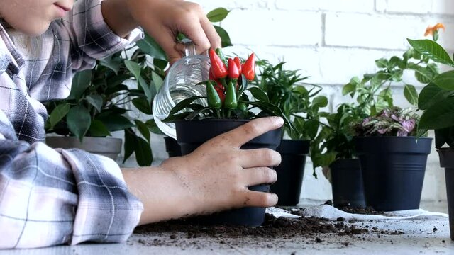 Kid Planting Pepper in Pot, Child Watering Plants, Teenager Girl in Agriculture