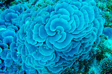 Large blue Cabbage Leather Coral (Sinularia dura), top view, Indian Ocean, Pemba Island, Tanzania. 
