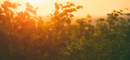 Amazing colorful photo of wine yard during sunset in autumn time