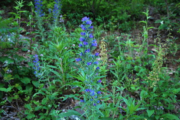 Blume in Shenandoah National Park, Virginia