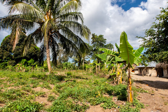 Small African village on Pemba Island, Tanzania, with banana trees, palm trees, small vegetable patch and typical African mudbrick houses.