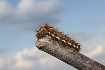 caterpillar on thin branch - close up